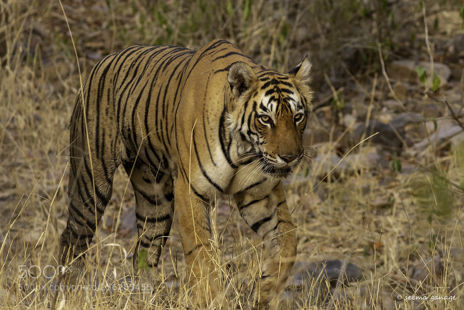Canon EOS 60D sample photo. Ranthambore, april 2018 photography
