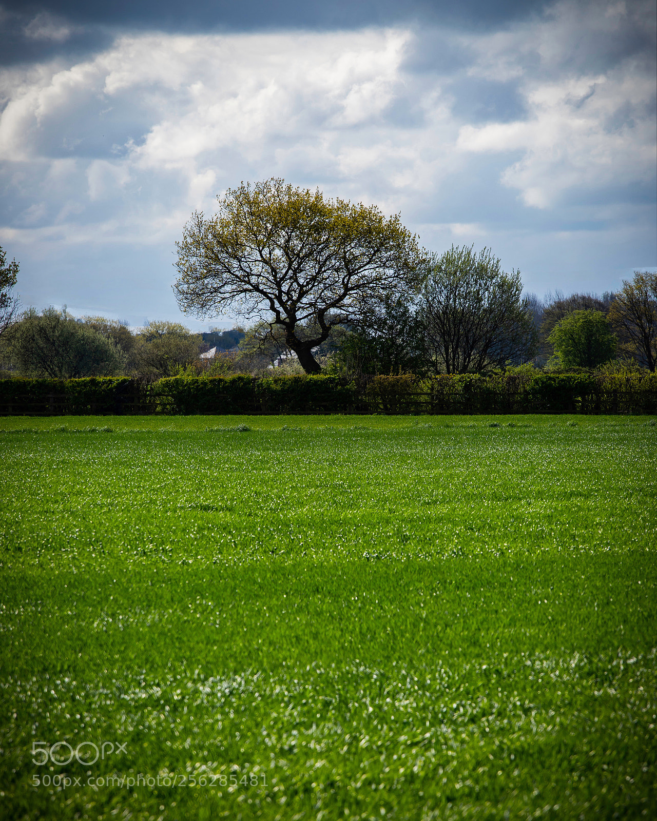 Canon EOS 6D Mark II sample photo. Untitled photography