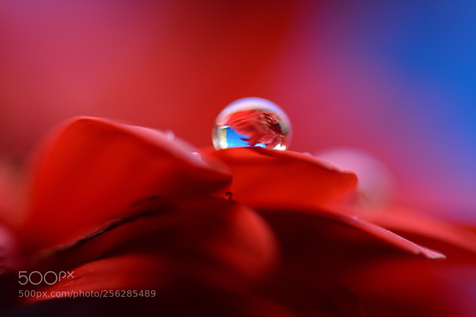 Nikon D5200 sample photo. Red red photography
