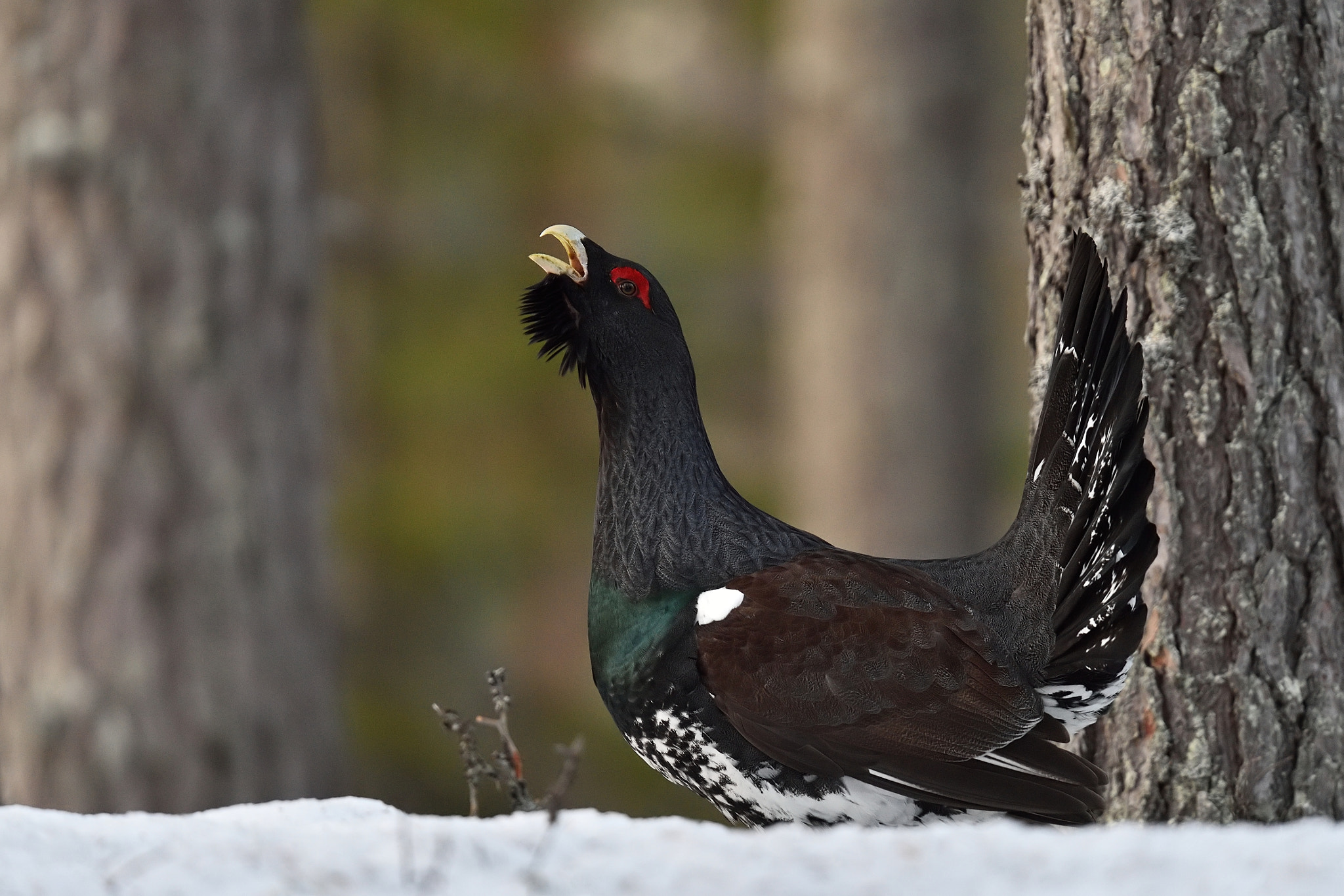 Nikon AF-S Nikkor 400mm F2.8G ED VR II sample photo. Western capercaillie in a forest photography