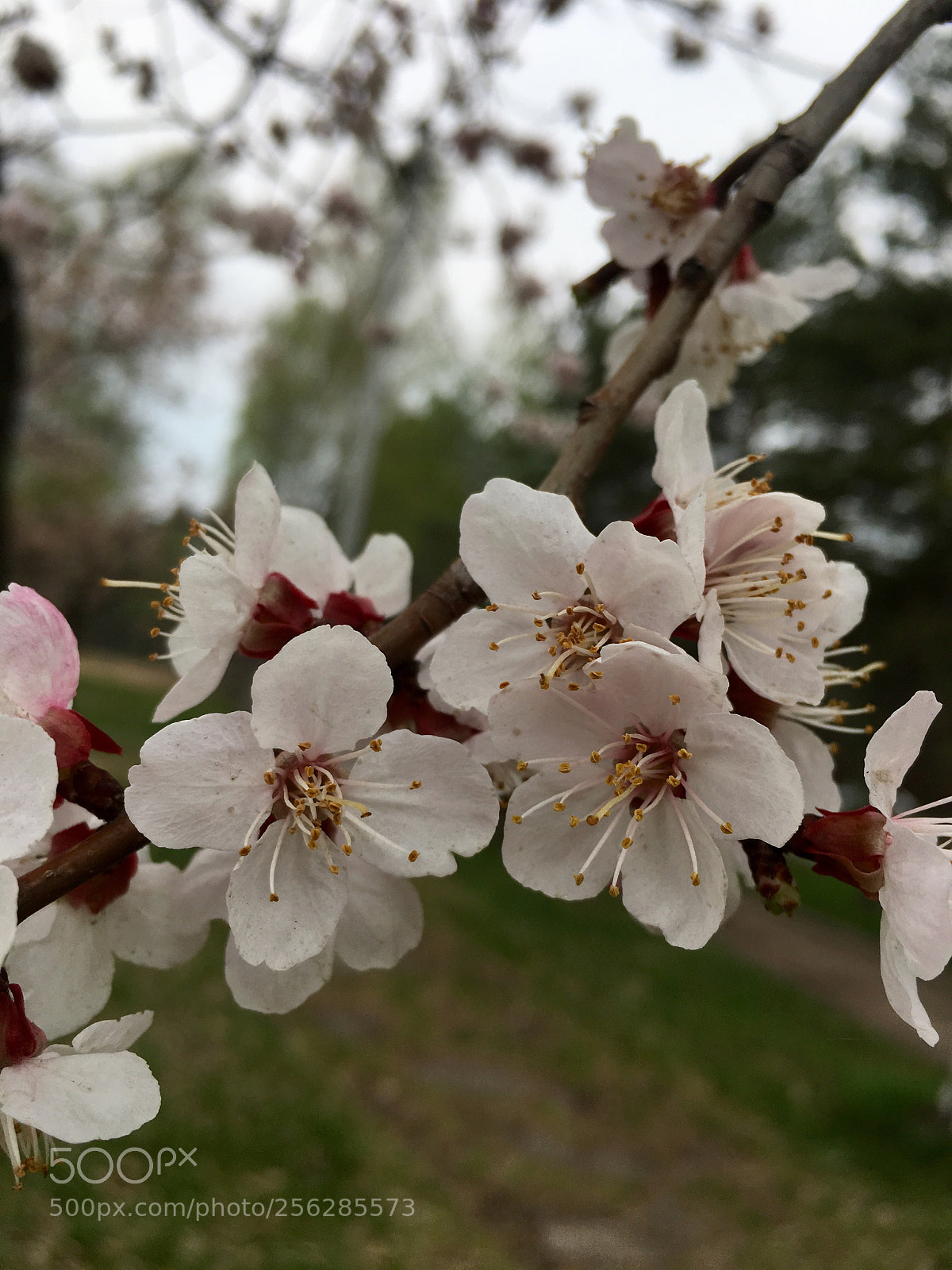Apple iPhone 6s sample photo. Untitled photography