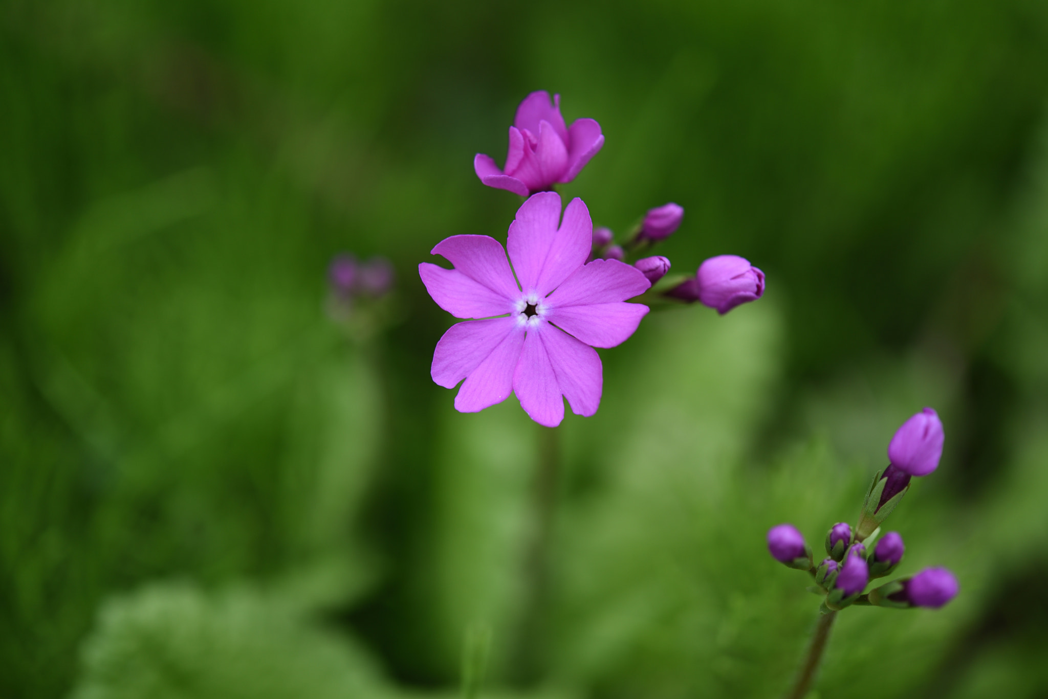 Nikon AF-S Micro-Nikkor 60mm F2.8G ED sample photo. サクラソウ 五箇山相倉合掌造り集落 photography
