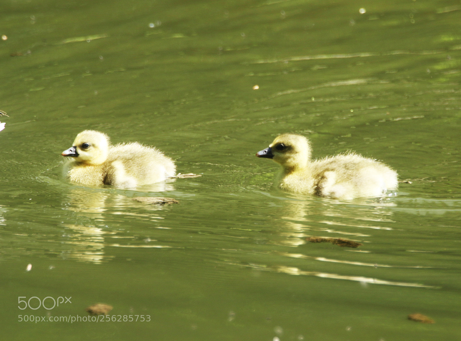 Canon EOS 7D Mark II sample photo. Grau gans baby photography