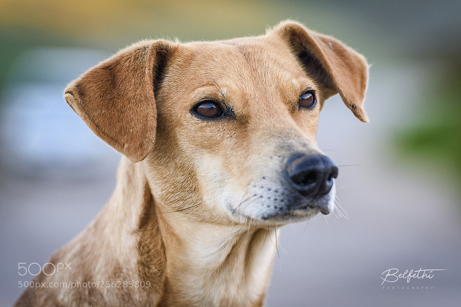 Nikon D750 sample photo. Dog photography