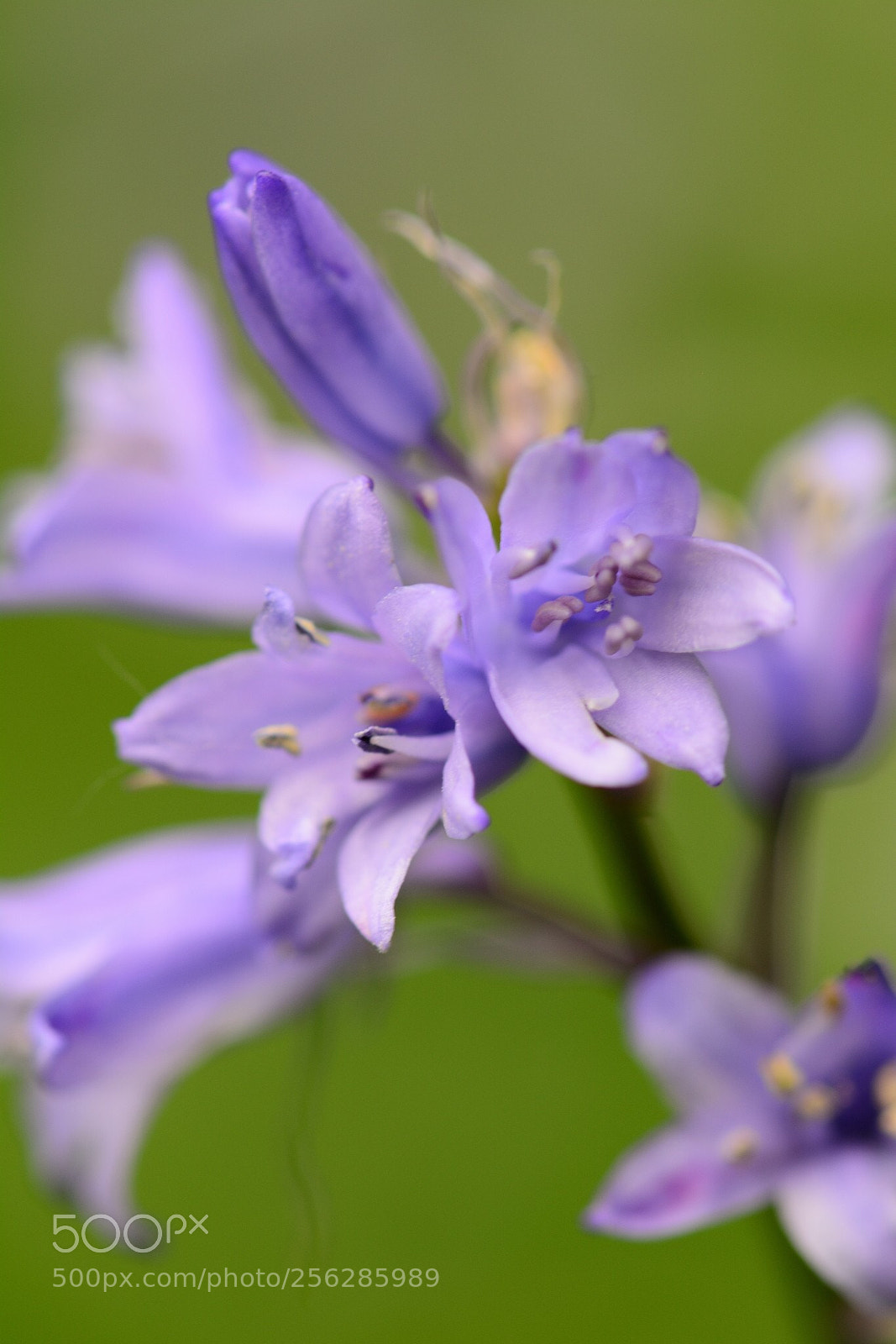 Nikon D5200 sample photo. Hyacint photography