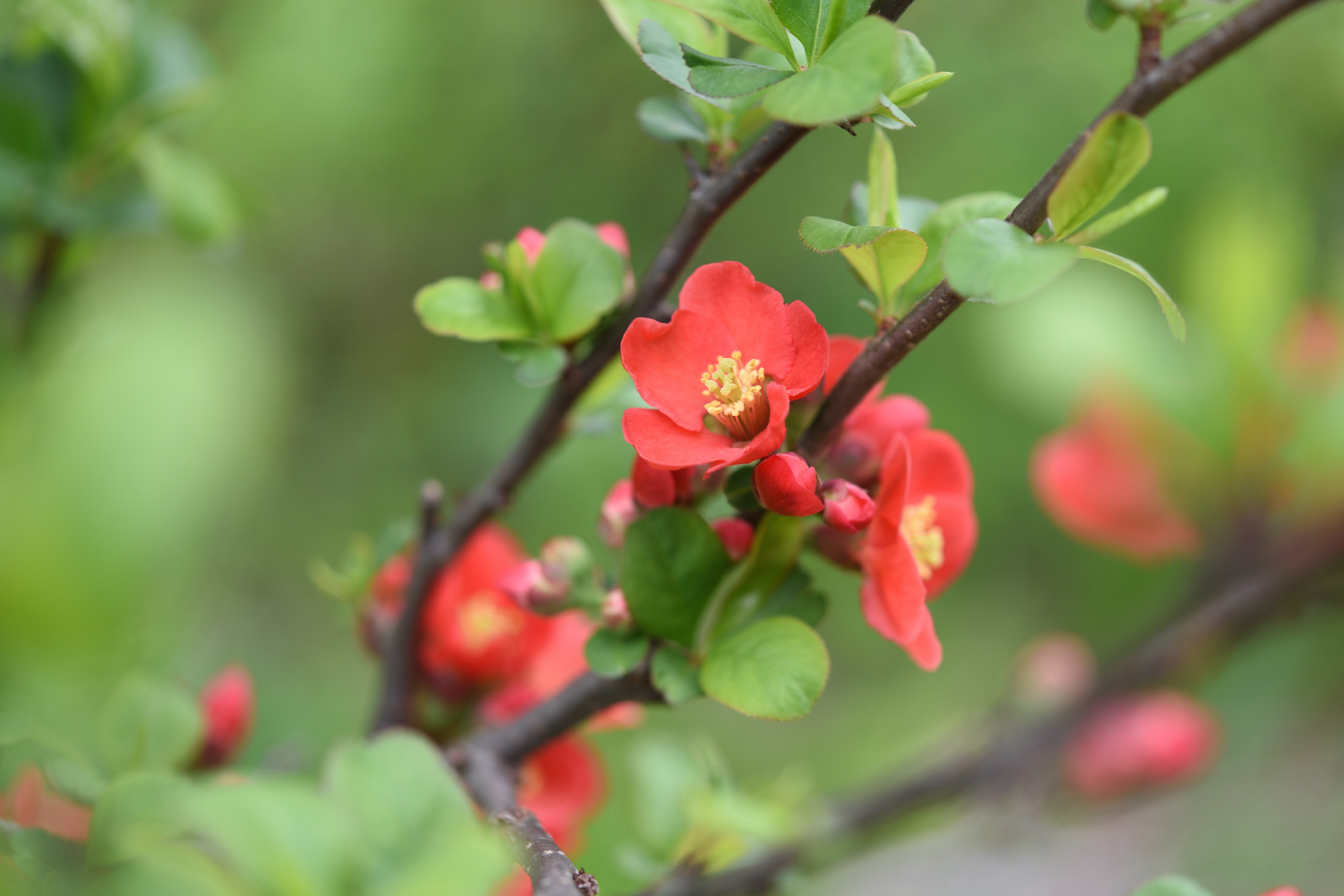 Nikon AF-S Micro-Nikkor 60mm F2.8G ED sample photo. ボケ 五箇山相倉合掌造り集落 photography