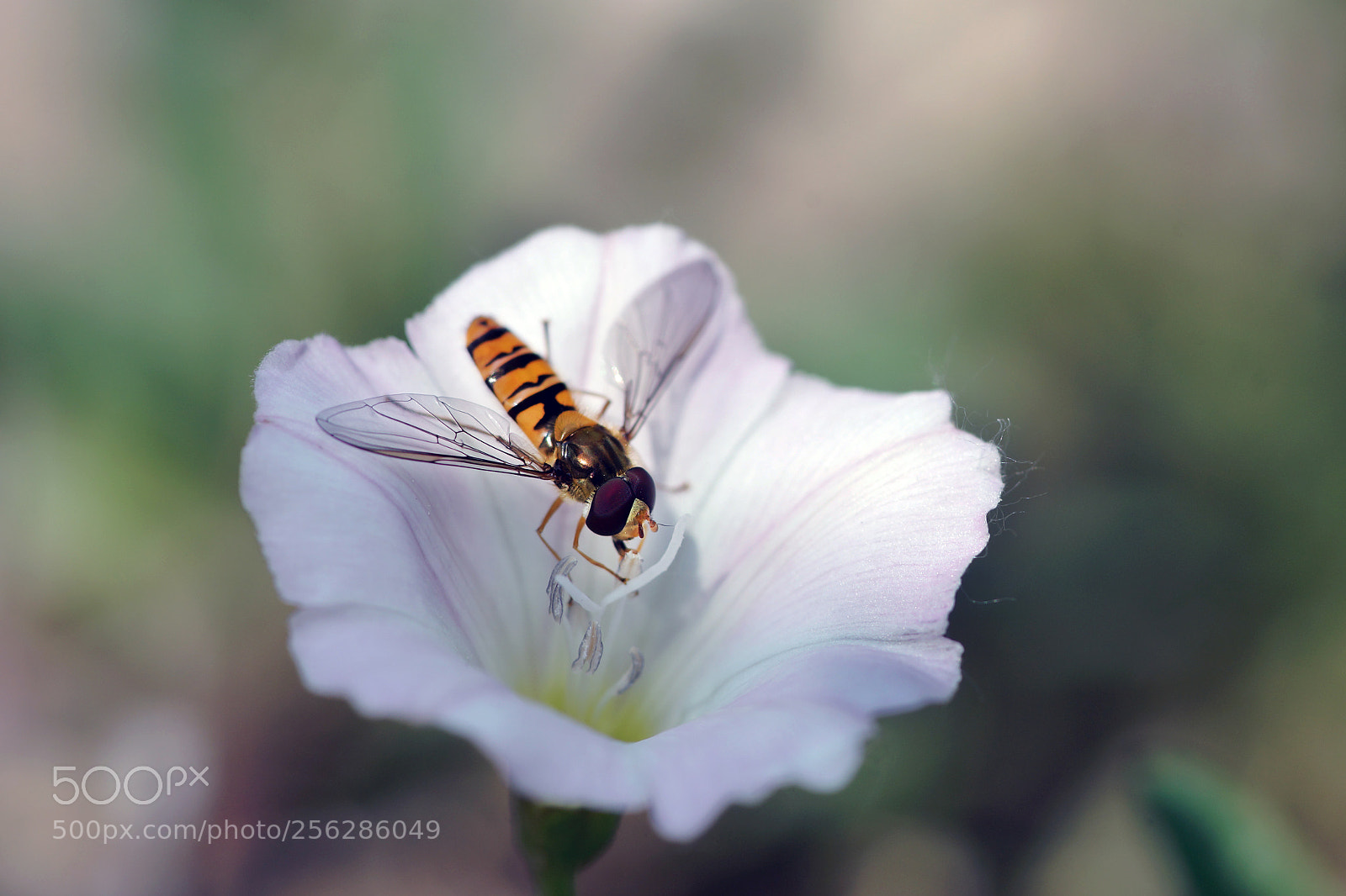 Sony SLT-A99V sample photo. Bee photography