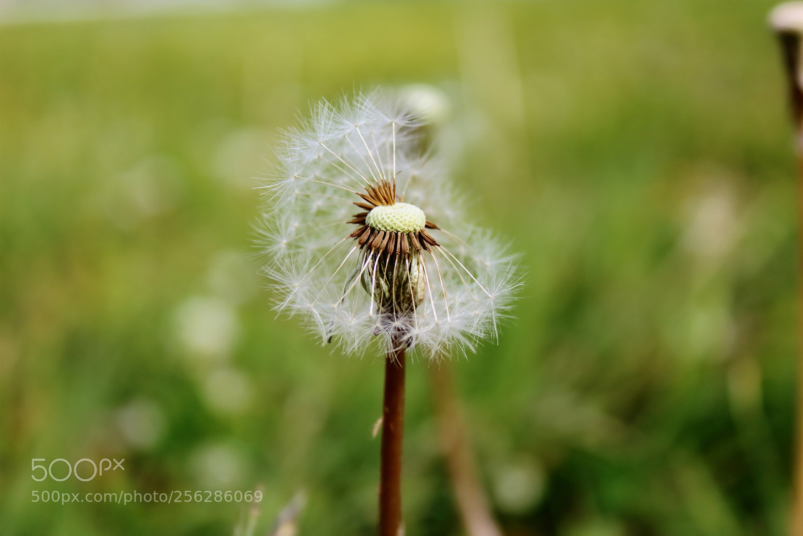 Canon EOS 1200D (EOS Rebel T5 / EOS Kiss X70 / EOS Hi) sample photo. Flower photography