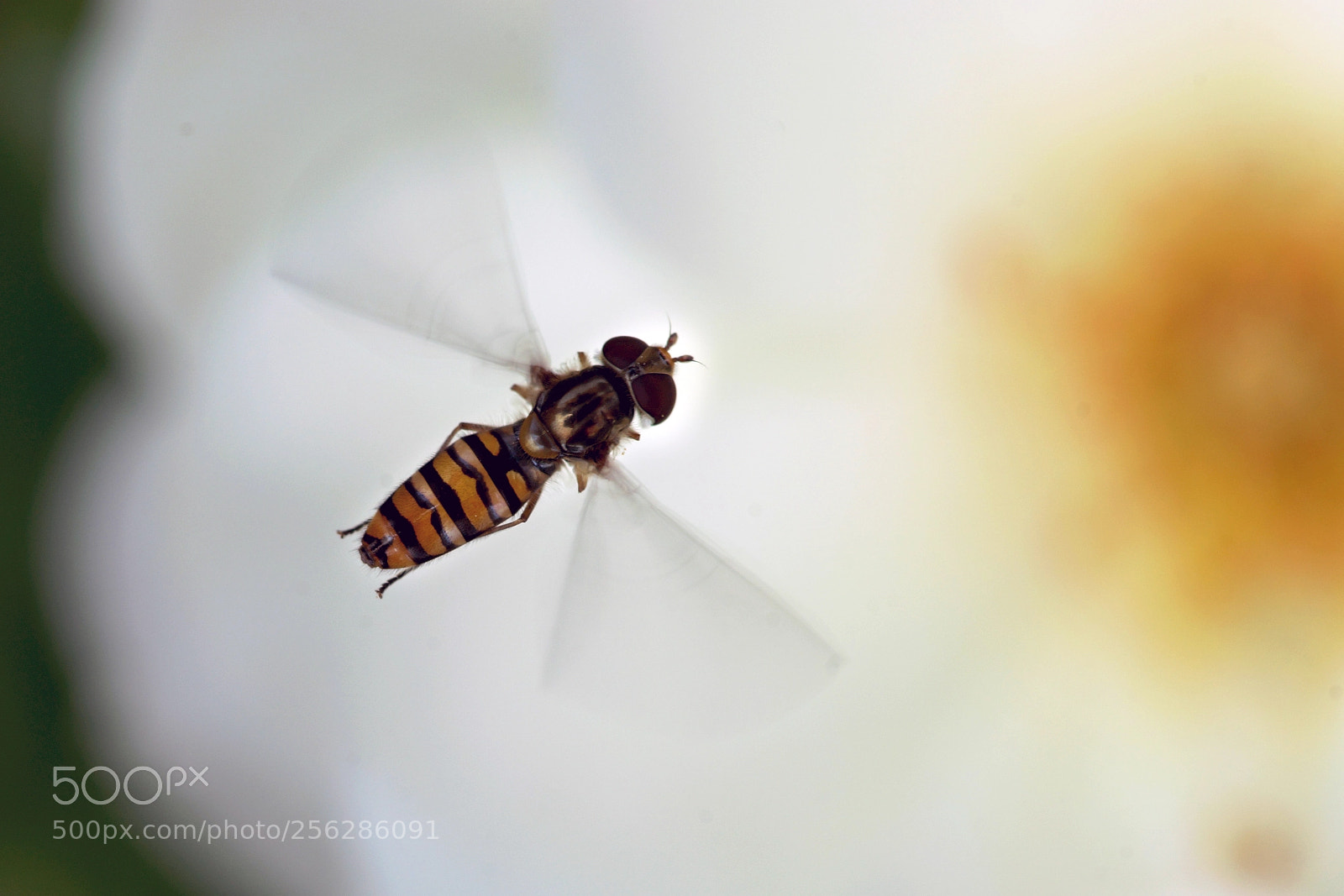 Sony SLT-A99V sample photo. Bee photography