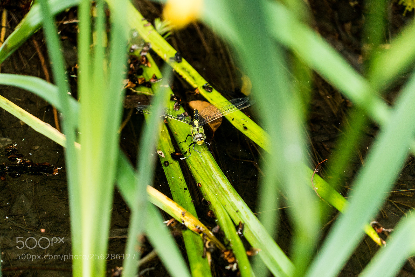 Sony a7S sample photo. Untitled photography