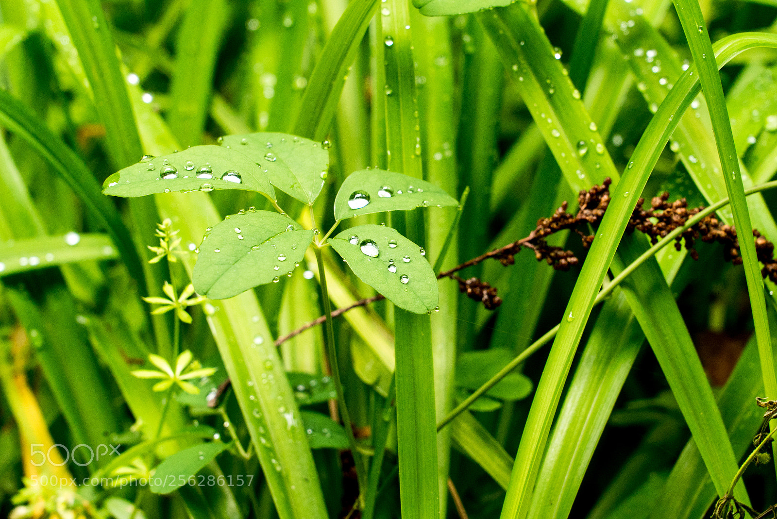 Sony a7S sample photo. Untitled photography