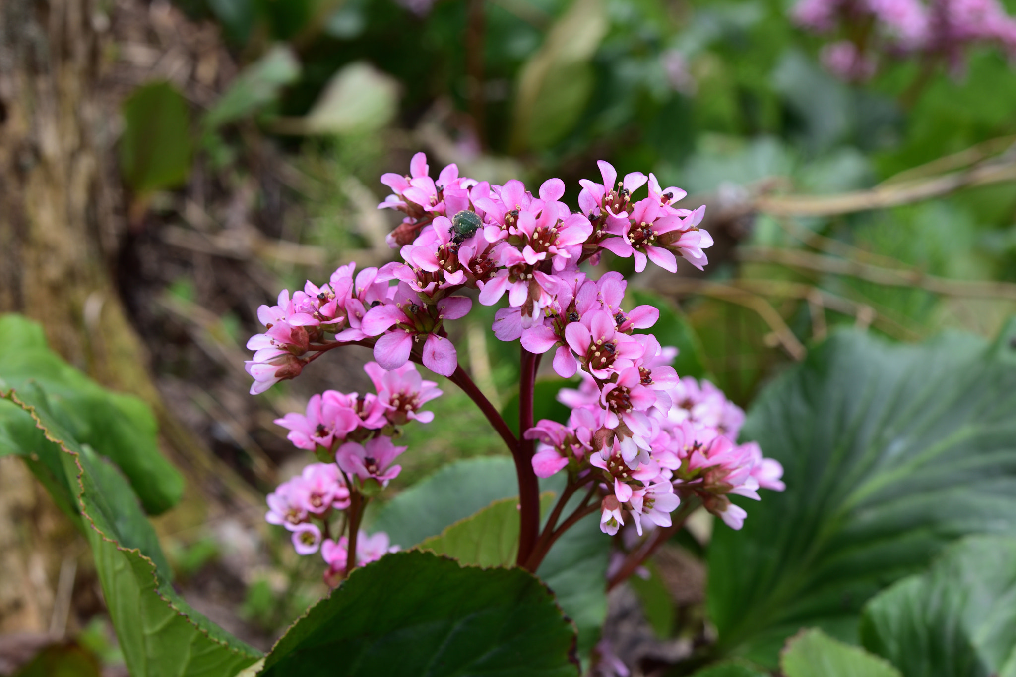 Nikon D750 + Nikon AF-S Micro-Nikkor 60mm F2.8G ED sample photo. 散歩道の花 五箇山相倉合掌造り集落 photography