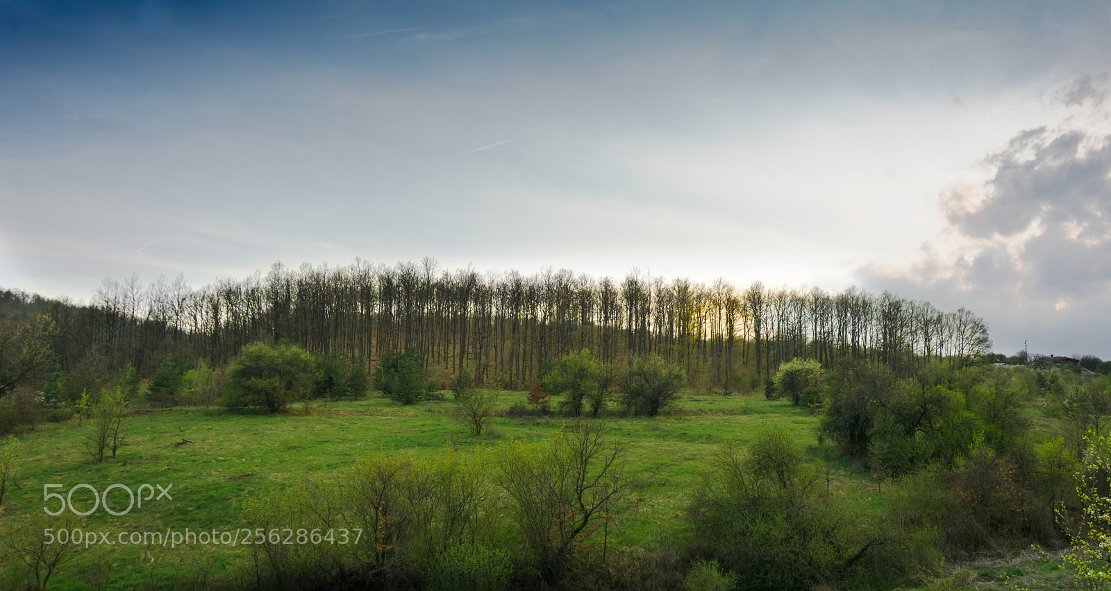 Nikon D7100 sample photo. Tree line photography