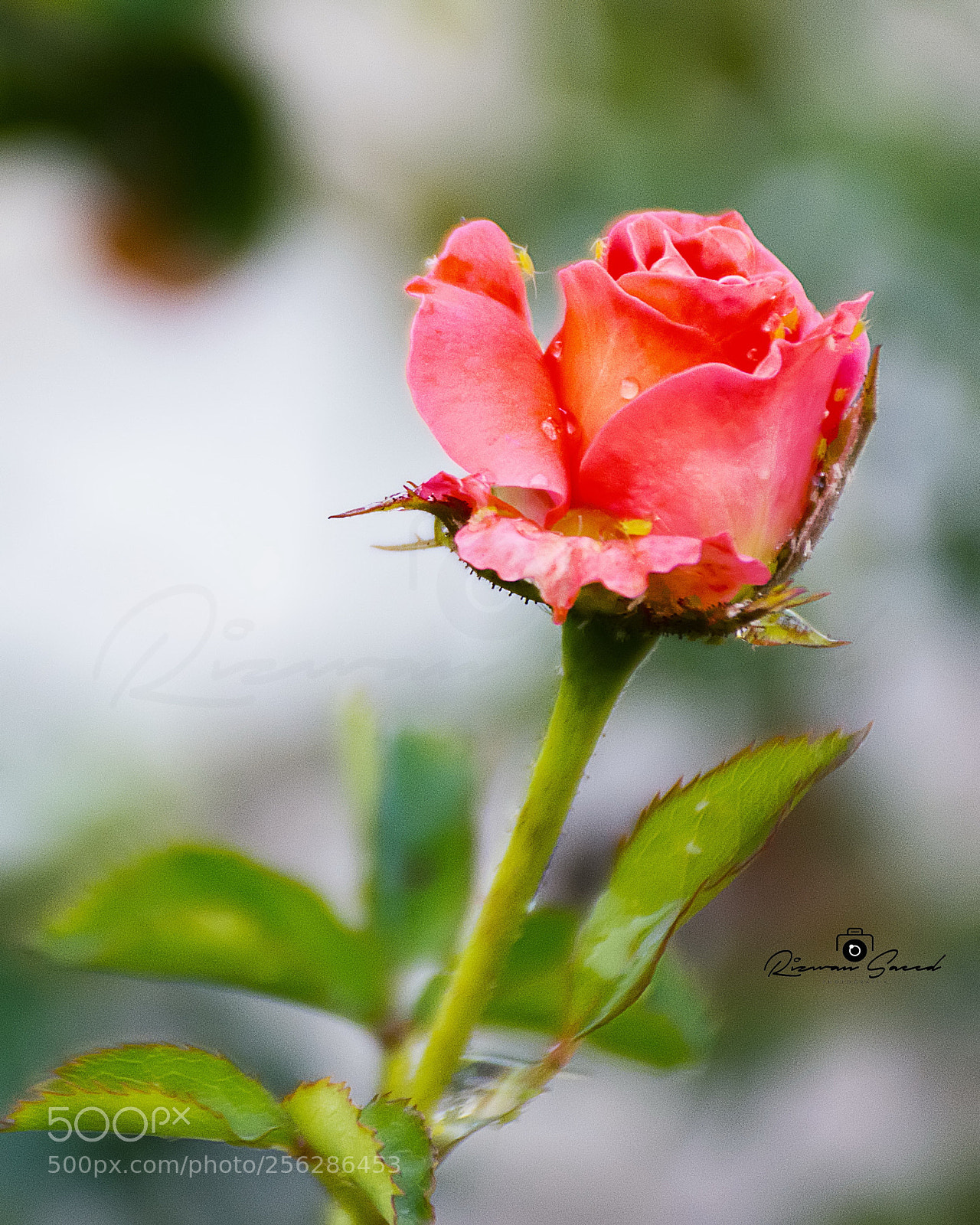 Nikon D7100 sample photo. Rose photography