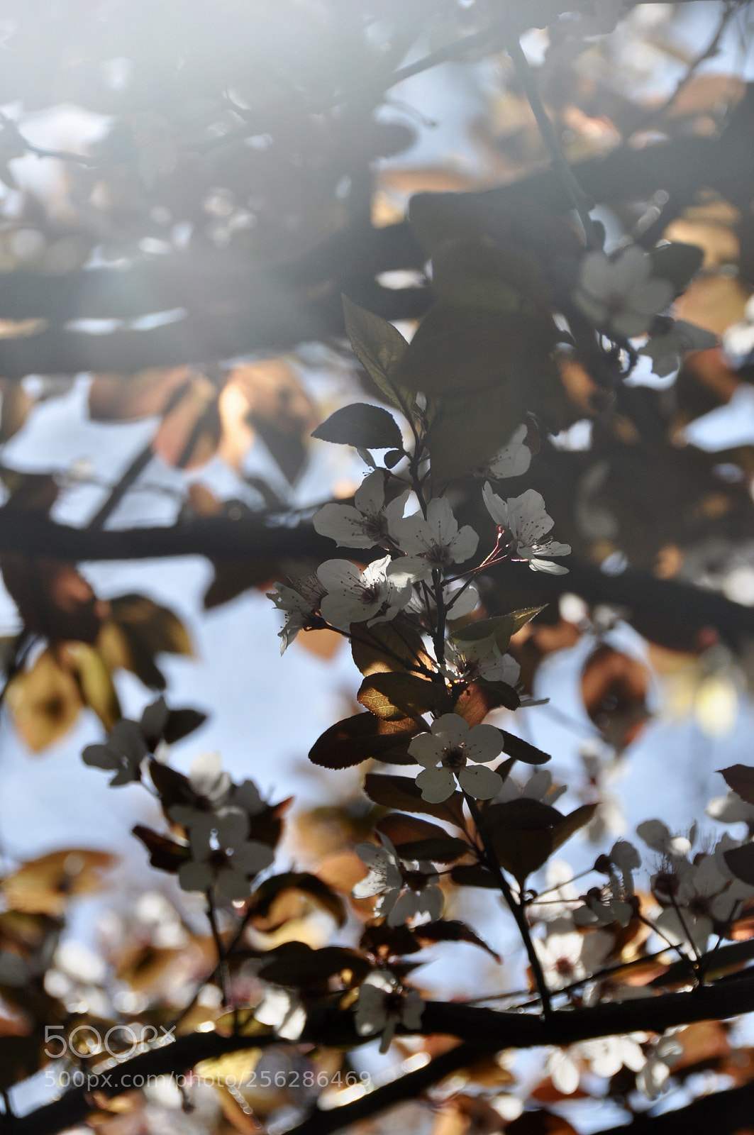 Nikon D5000 sample photo. Blossom photography
