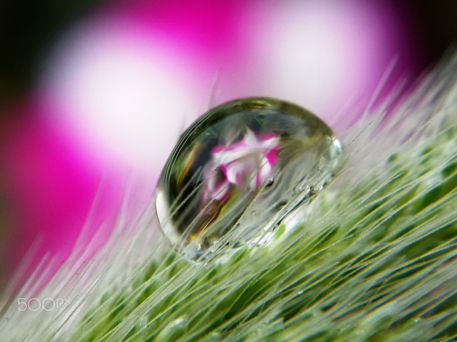 Samsung Galaxy A9 Pro sample photo. Pink and white petunia  in drop photography