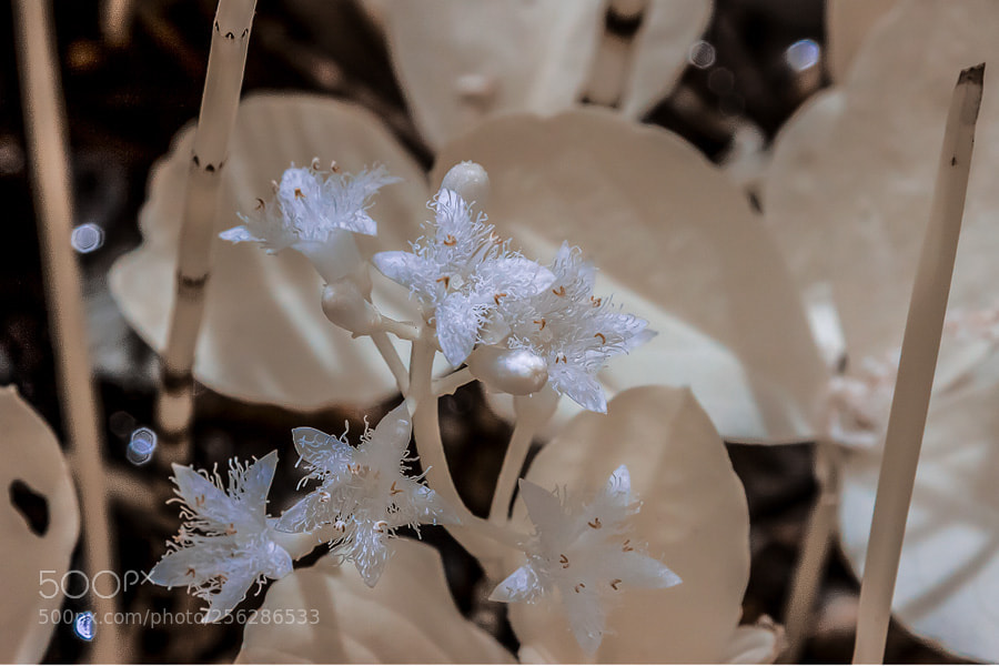 Canon EOS 50D sample photo. Fieberklee (menyanthes trifoliata) photography