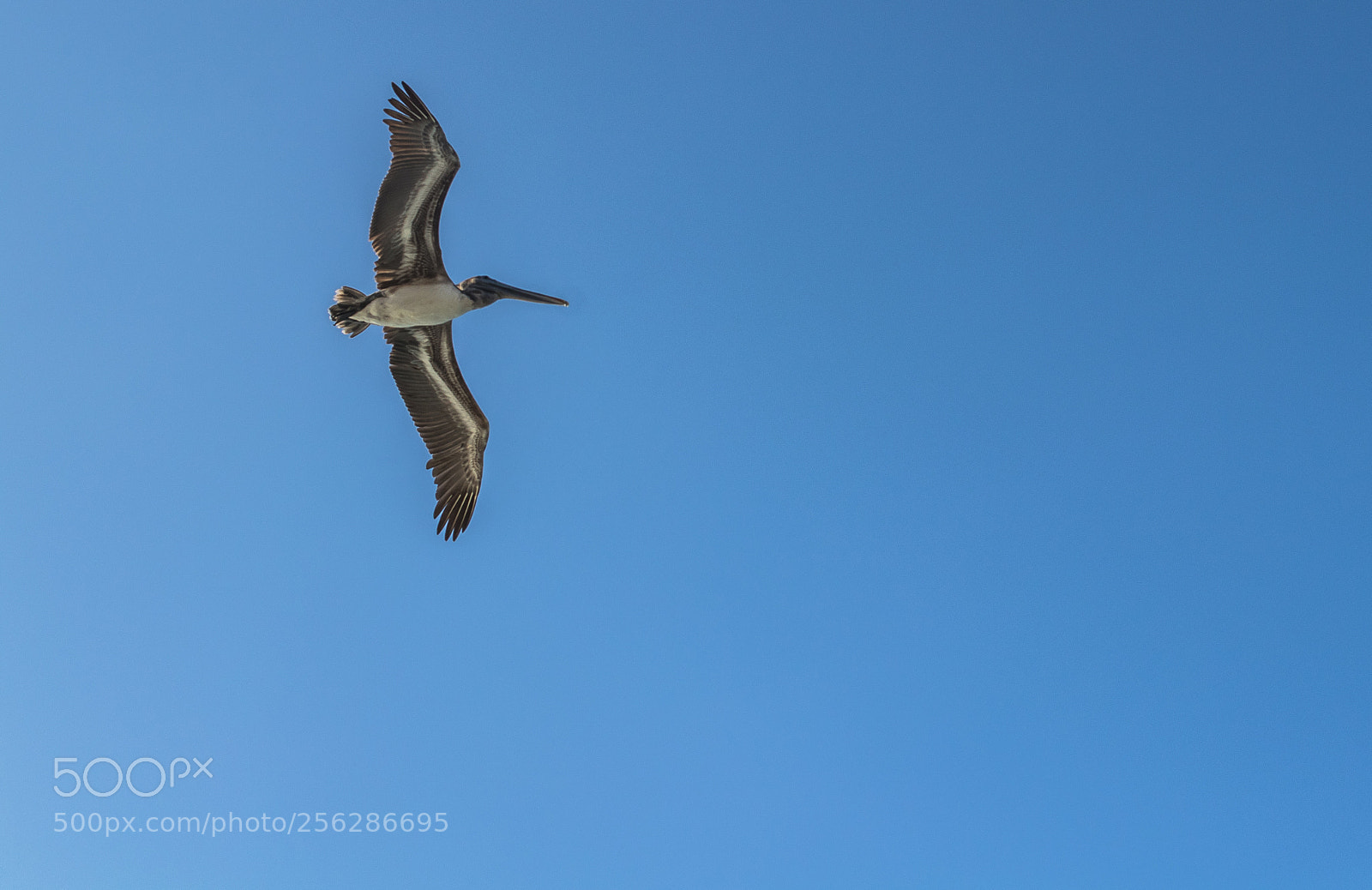 Canon EOS 80D sample photo. Flying away photography