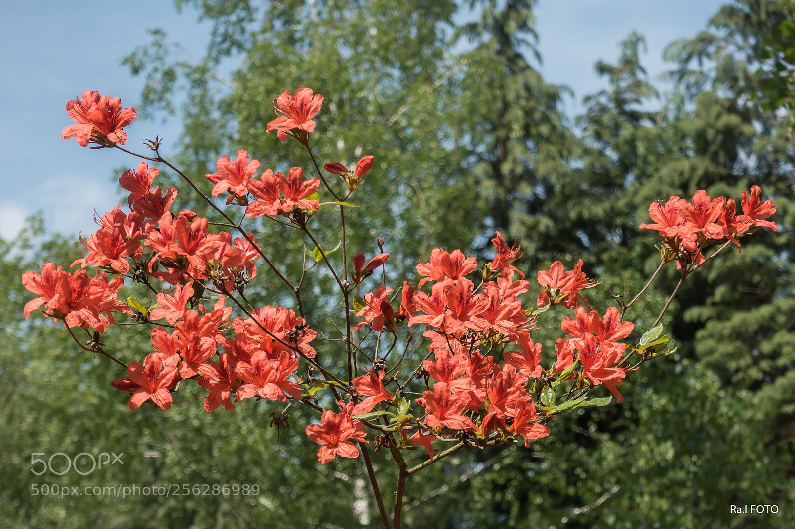 Sony DSC-RX100M5 sample photo. Havas sz pe vir photography