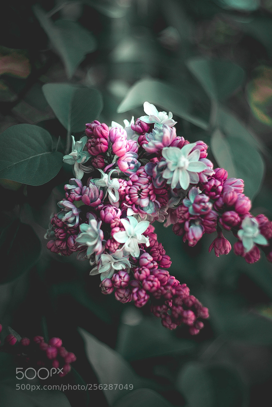 Canon EOS-1D Mark II N sample photo. Img photography