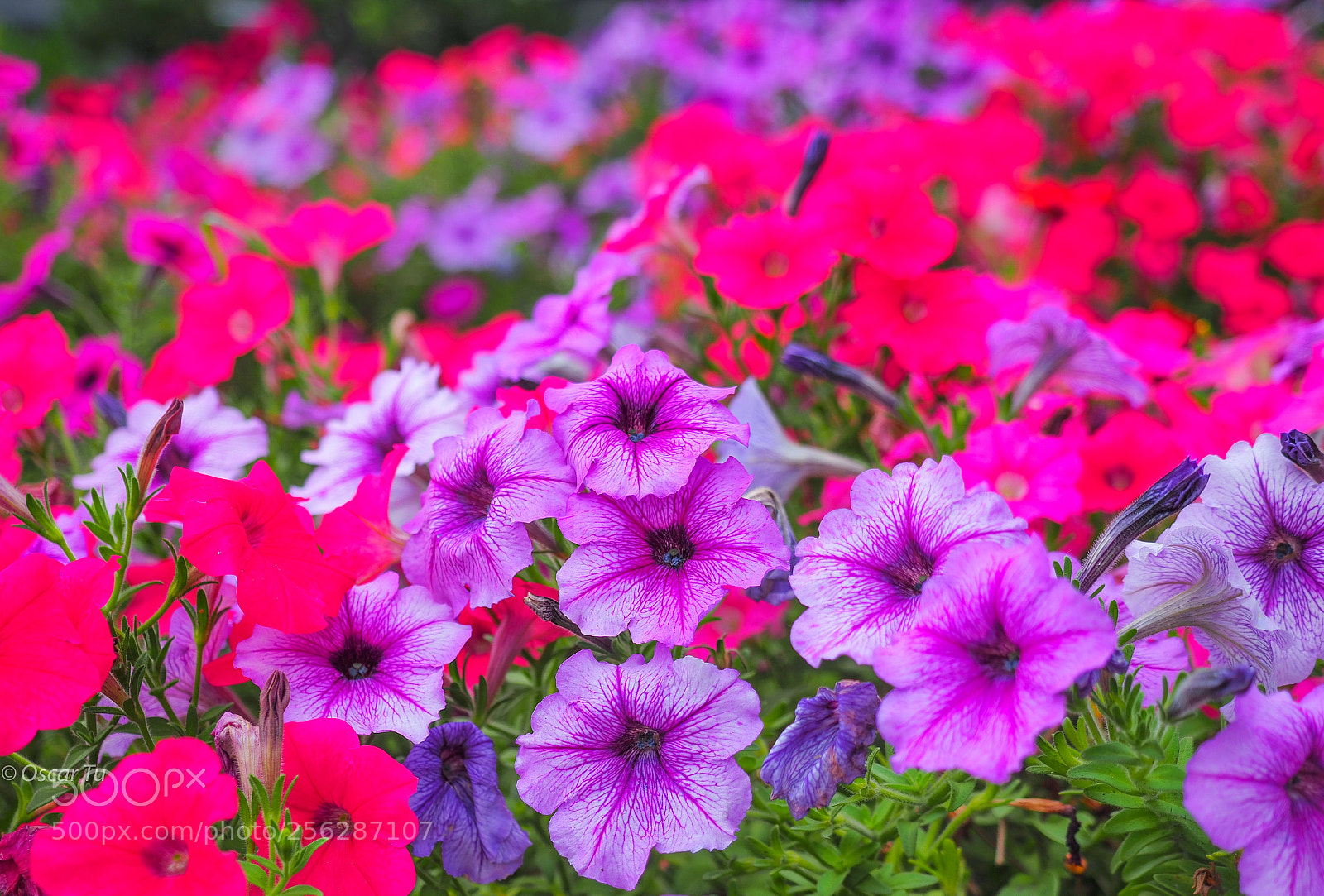 Olympus OM-D E-M1 Mark II sample photo. Untitled photography