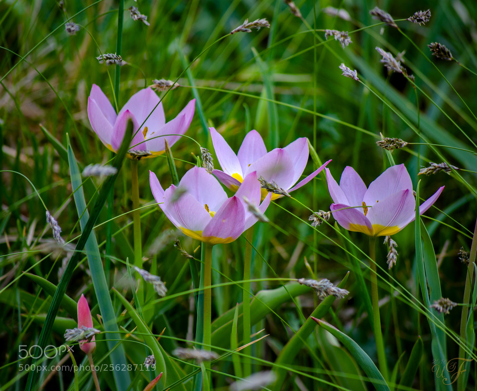 Nikon D5100 sample photo. Wild gewachsen ! photography
