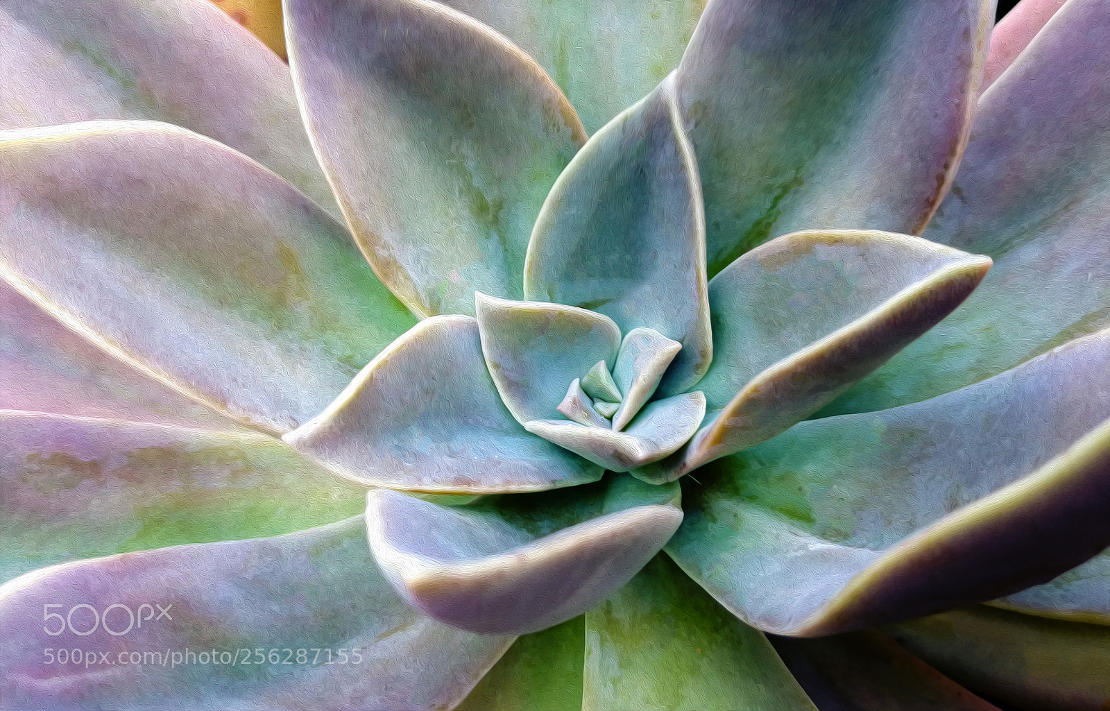 HUAWEI P10 Plus sample photo. Vibrant succulant photography