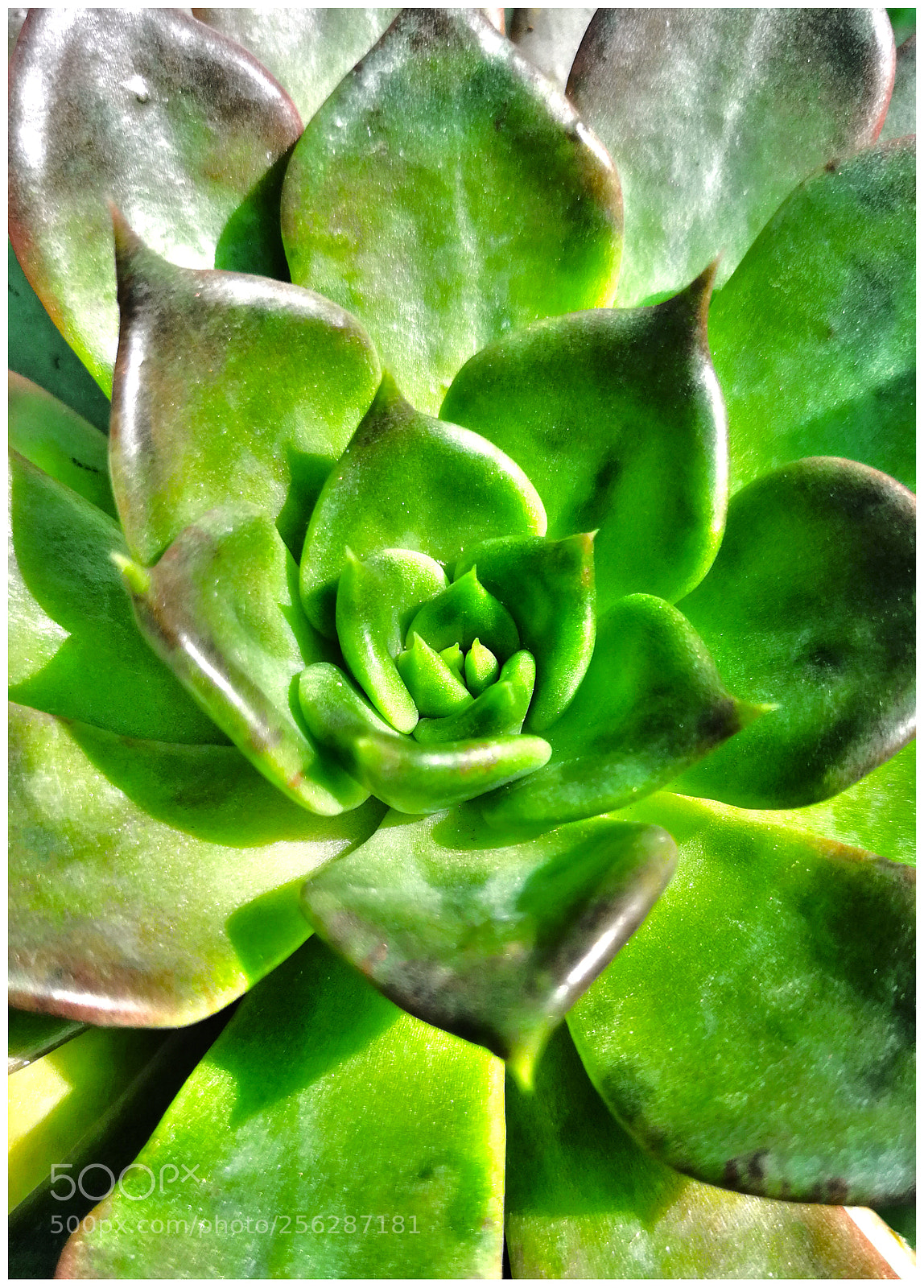 HUAWEI P10 Plus sample photo. Green crisp succulant photography