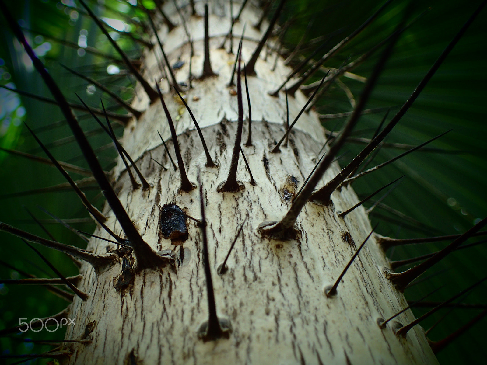 Olympus TG-4 sample photo. Thorn tree macro photography