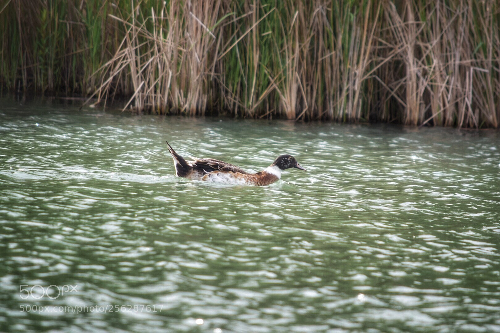 Nikon D3300 sample photo. Greenswimming photography