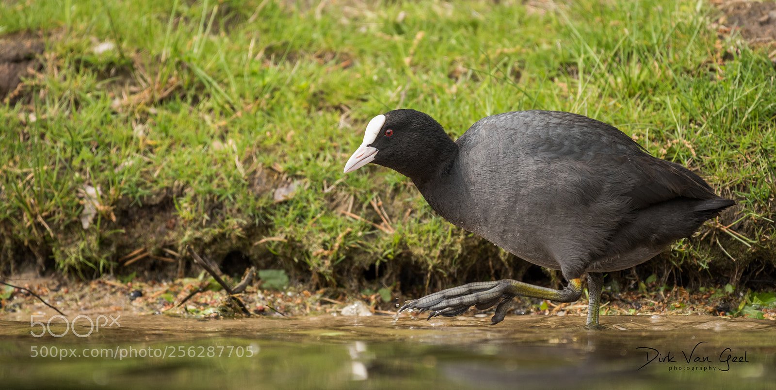 Nikon D750 sample photo. Coot looking for food photography