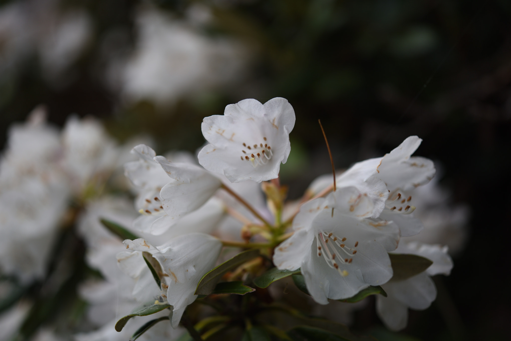 Nikon D750 + Nikon AF-S Micro-Nikkor 60mm F2.8G ED sample photo. シャクナゲ　五箇山相倉合掌造り集落 photography