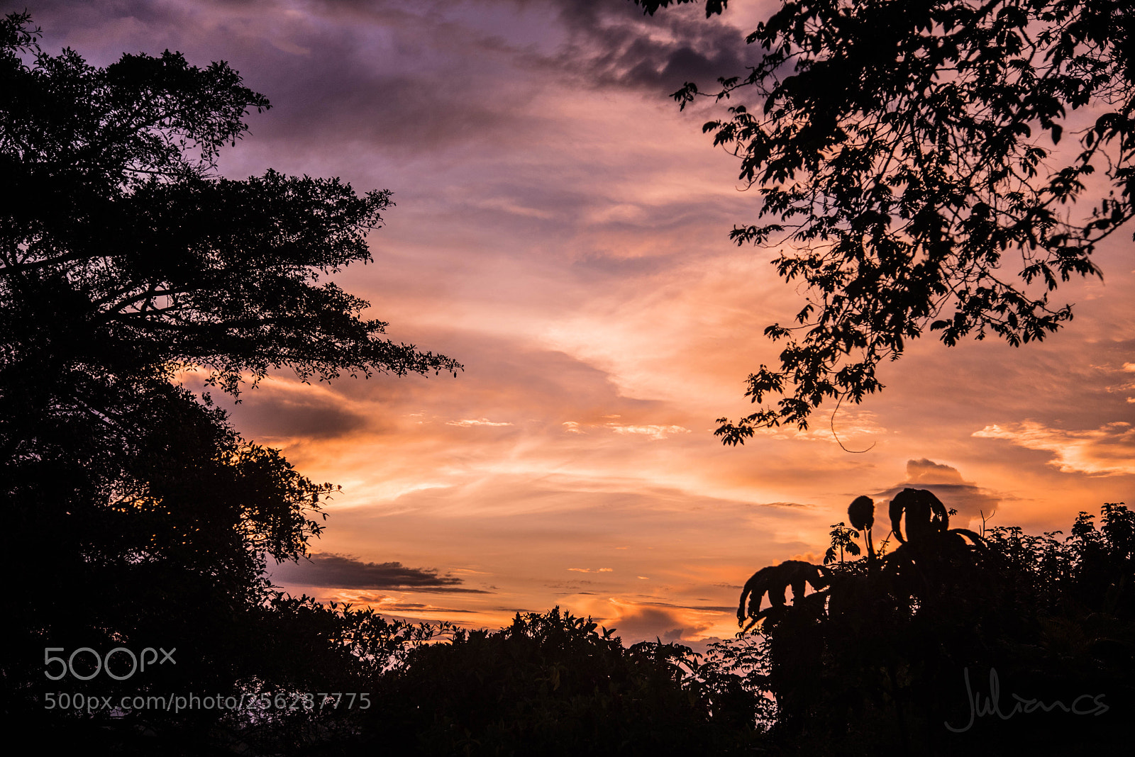 Nikon D750 sample photo. Colores entre hojas photography