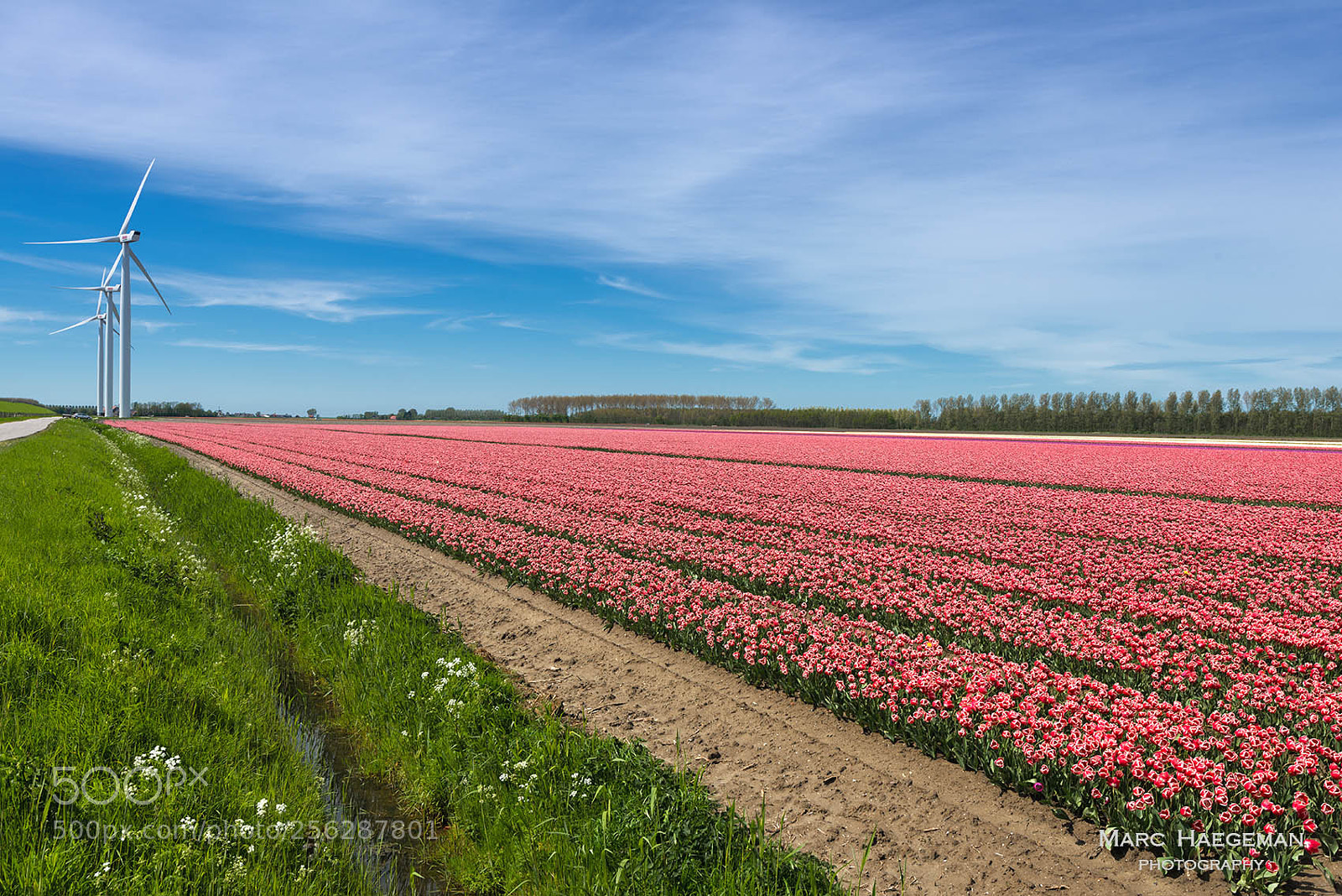 Nikon D800 sample photo. Where the tulips grow.... photography