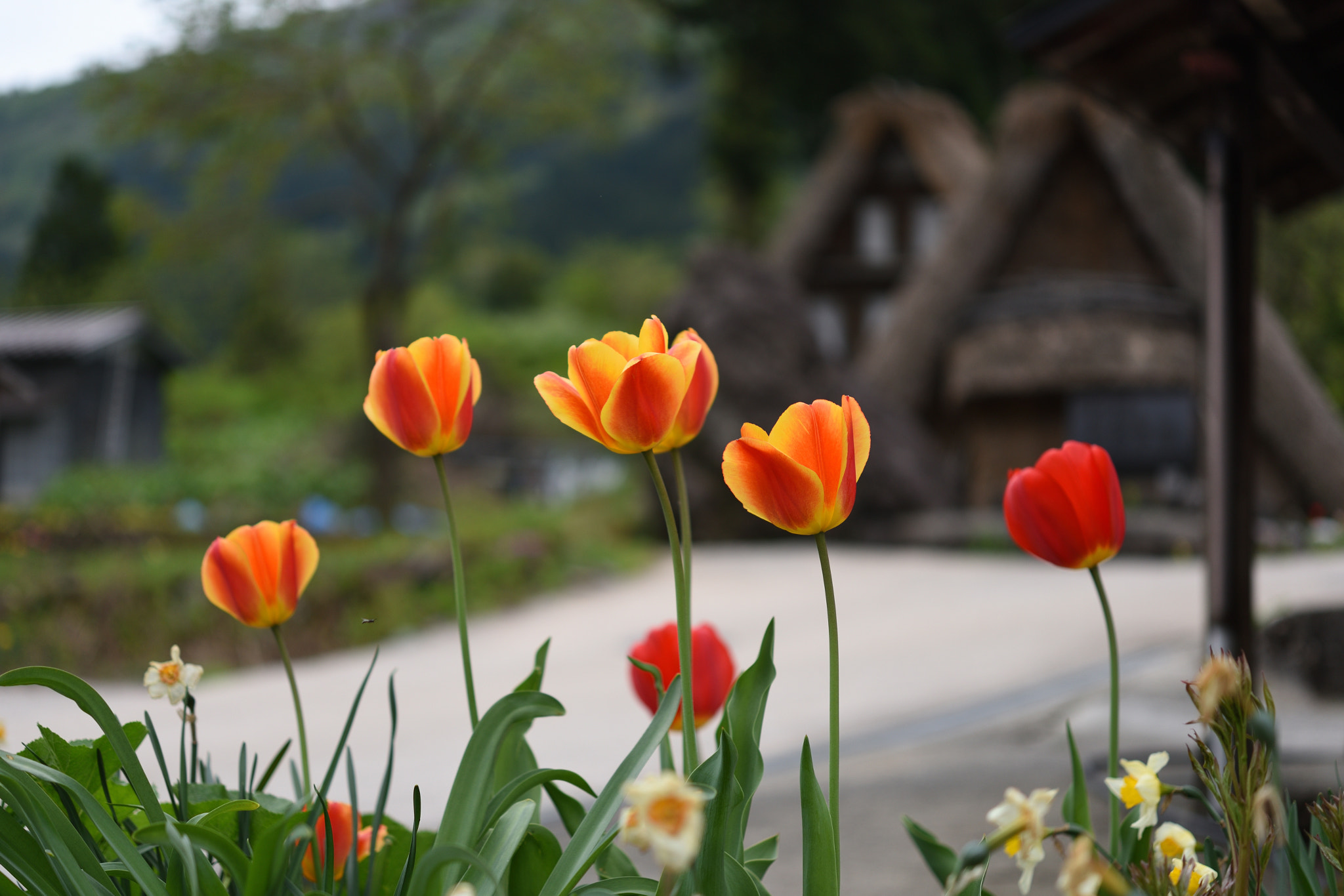 Nikon AF-S Micro-Nikkor 60mm F2.8G ED sample photo. チューリップ 五箇山相倉合掌造り集落 photography