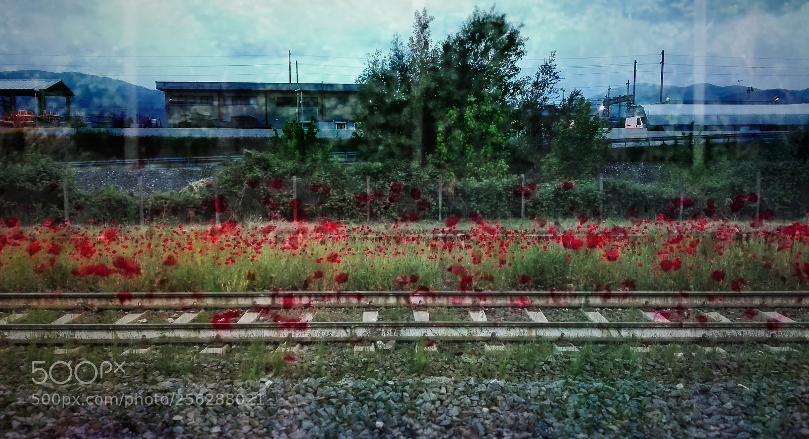 HUAWEI P8 Lite sample photo. Lomographysmartphone photography