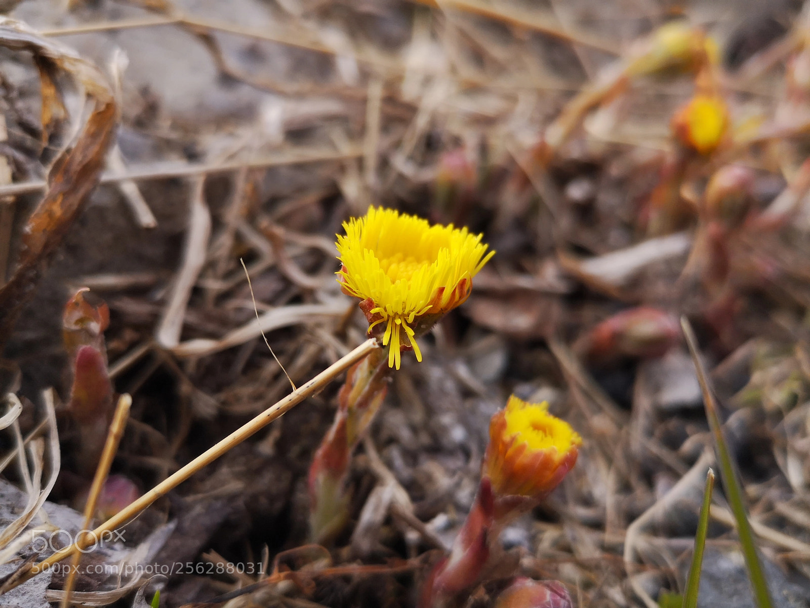HUAWEI P20 sample photo. Spring flower photography