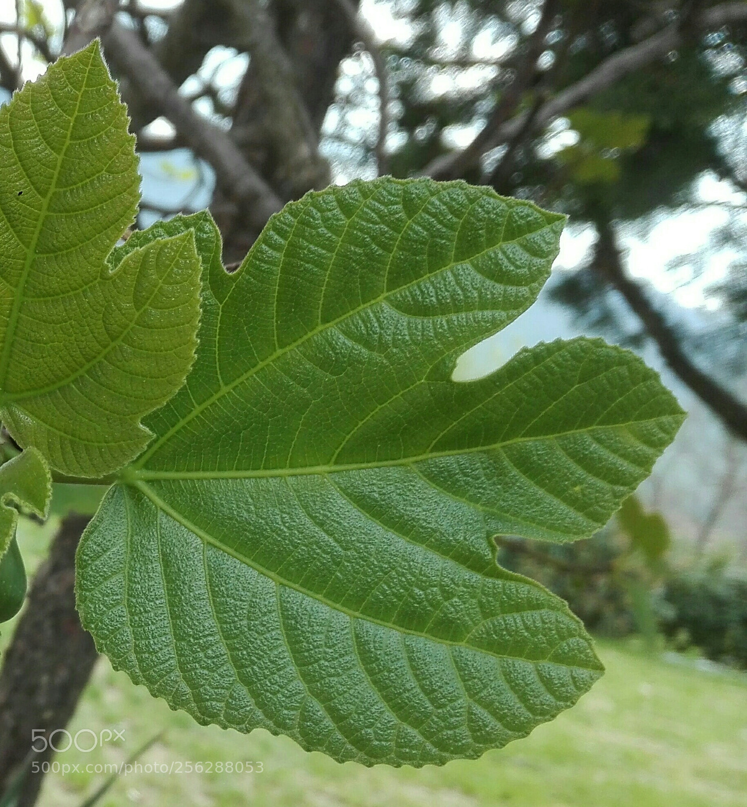 HUAWEI P8 Lite sample photo. Fig leaf photography