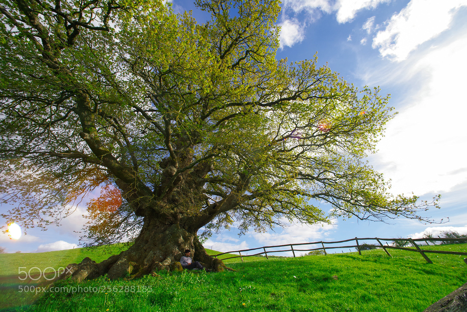 Pentax K-1 sample photo. Orkin - millennial oak photography