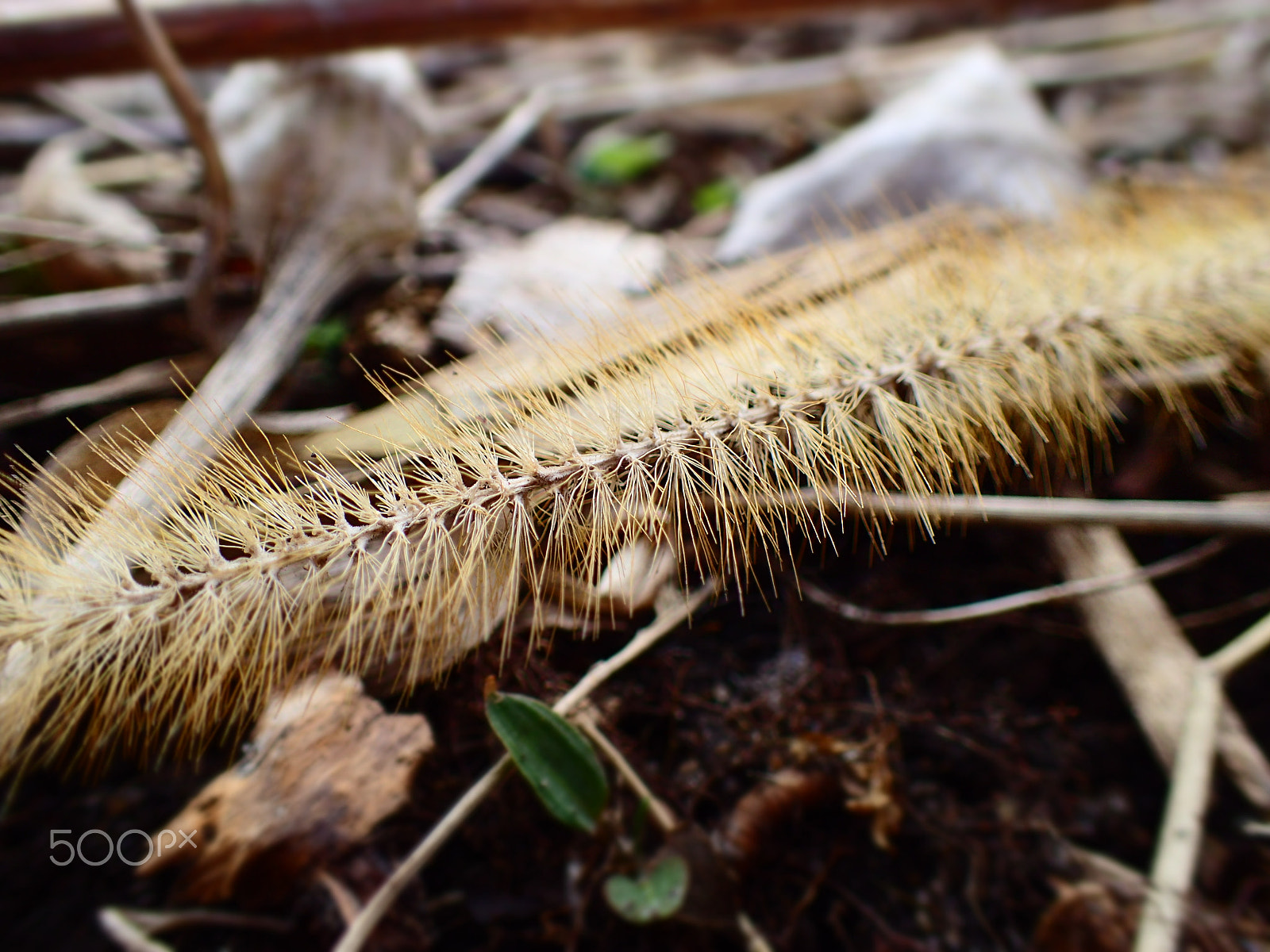Olympus TG-4 sample photo. Field grass photography