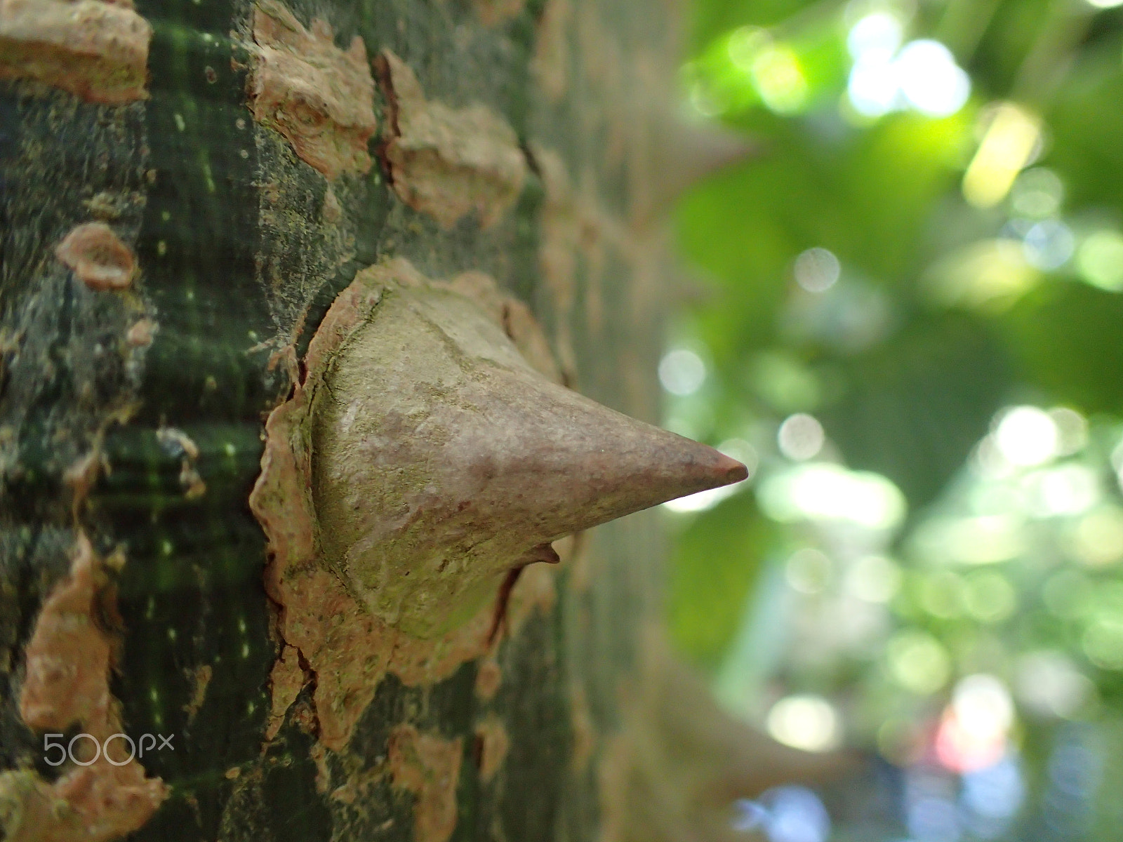 Olympus TG-4 sample photo. Spike tree photography