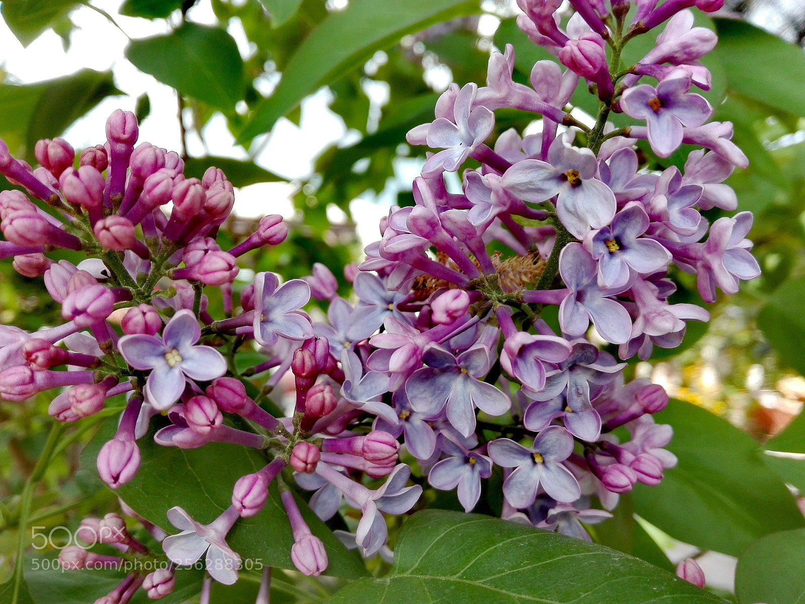 HUAWEI P8 Lite sample photo. Lilacs- spring 2018 photography