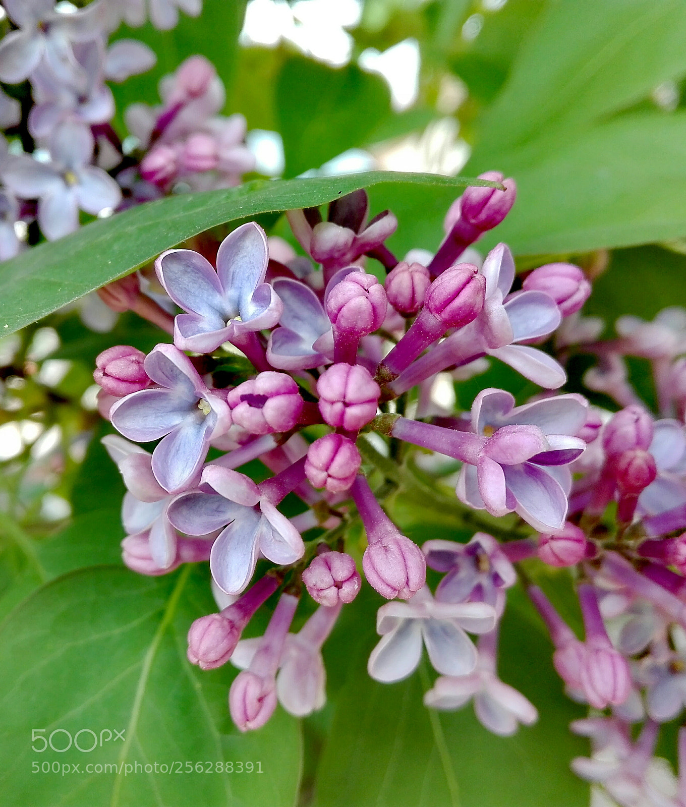 HUAWEI P8 Lite sample photo. Lilacs- spring 2018 (2) photography