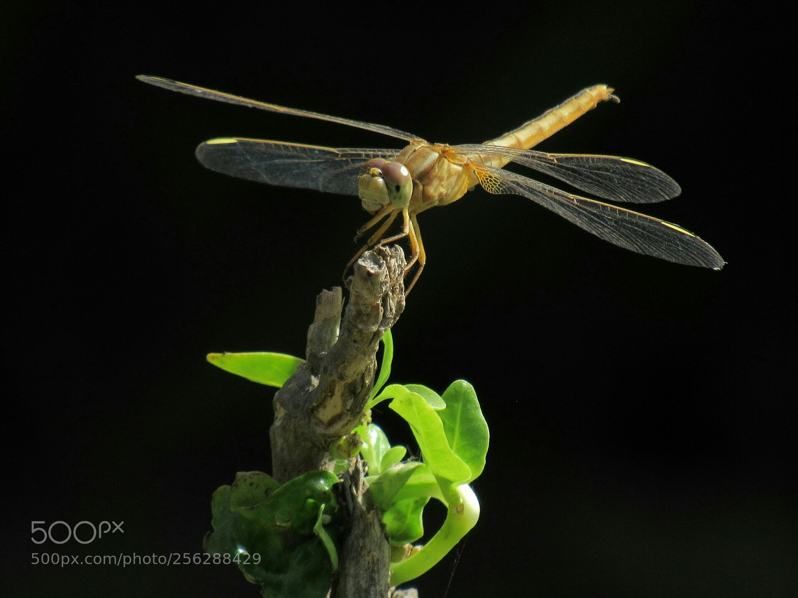 Canon PowerShot SX530 HS sample photo. Crocothemis servilia, scarlet skimmer photography