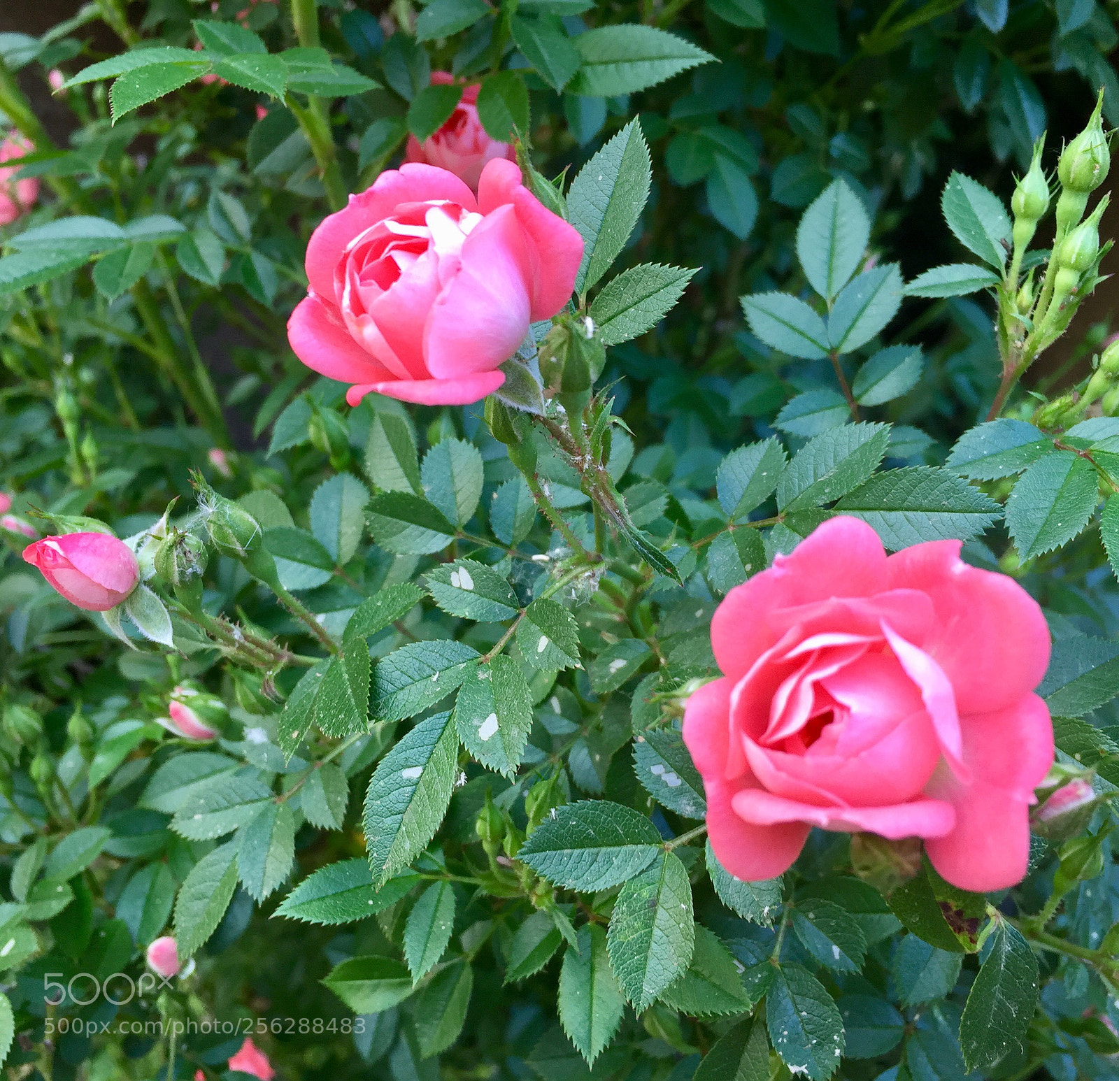 Apple iPhone 6 sample photo. Untitled photography