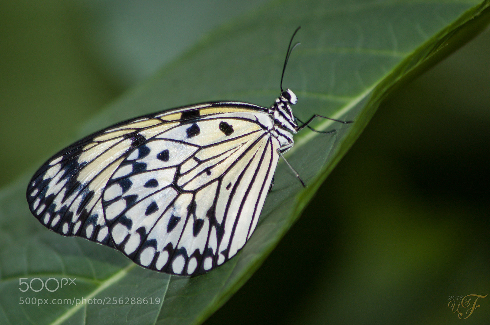 Nikon D70 sample photo. Schmetterling ! photography