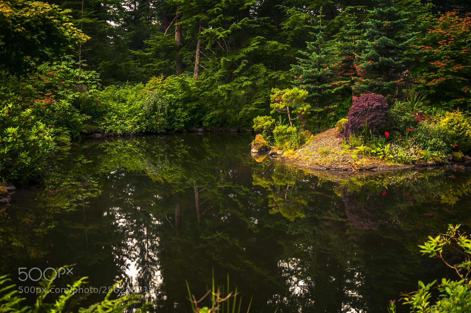 Nikon D300 sample photo. Alaskan rain forrest photography