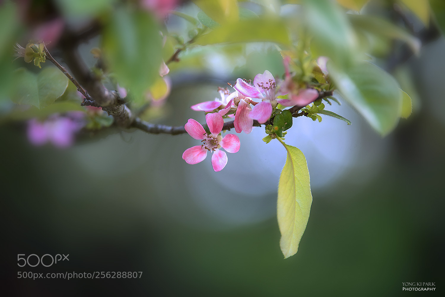 Pentax K-1 sample photo. At the tail of photography