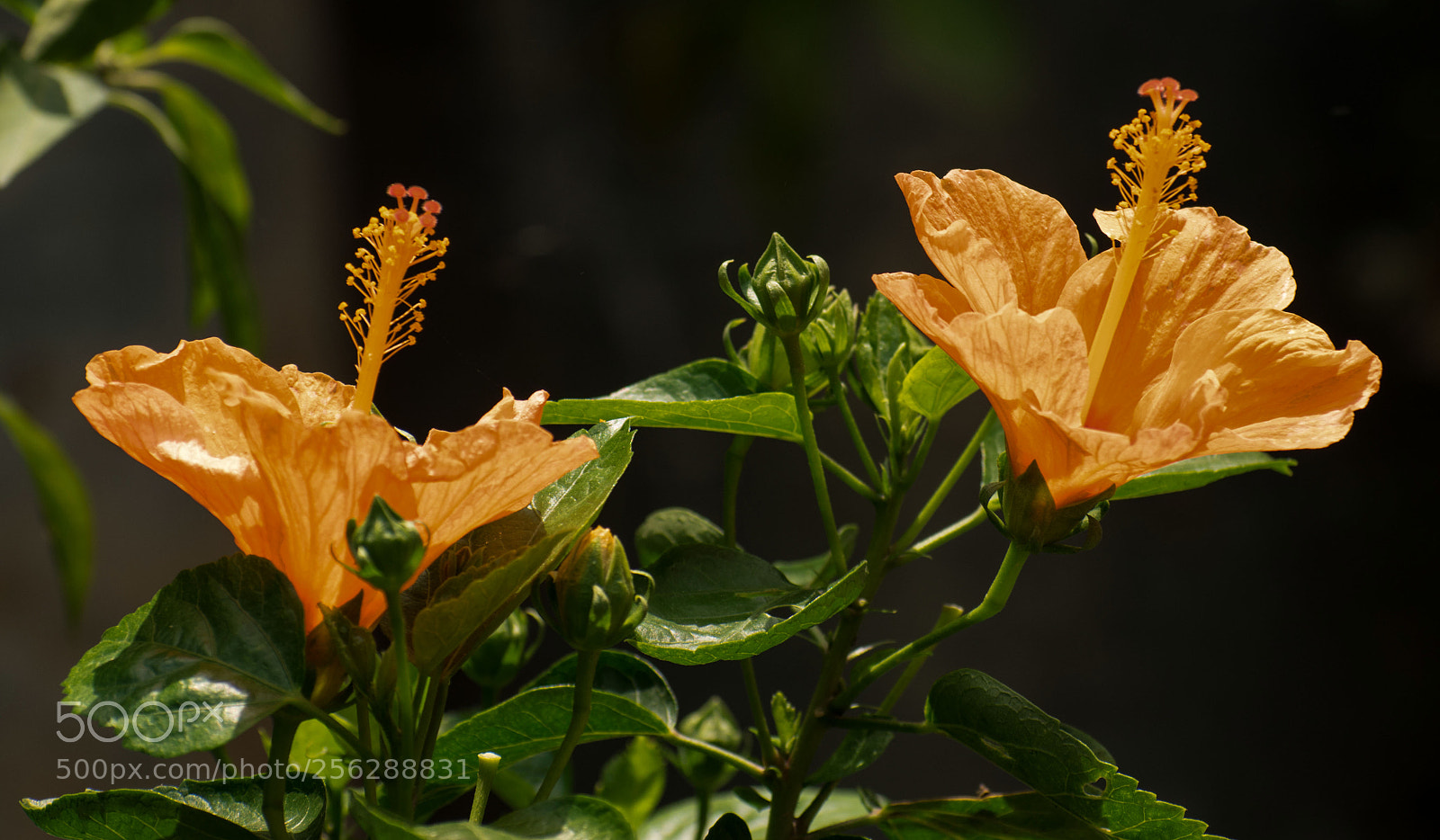Nikon D5500 sample photo. China rose photography