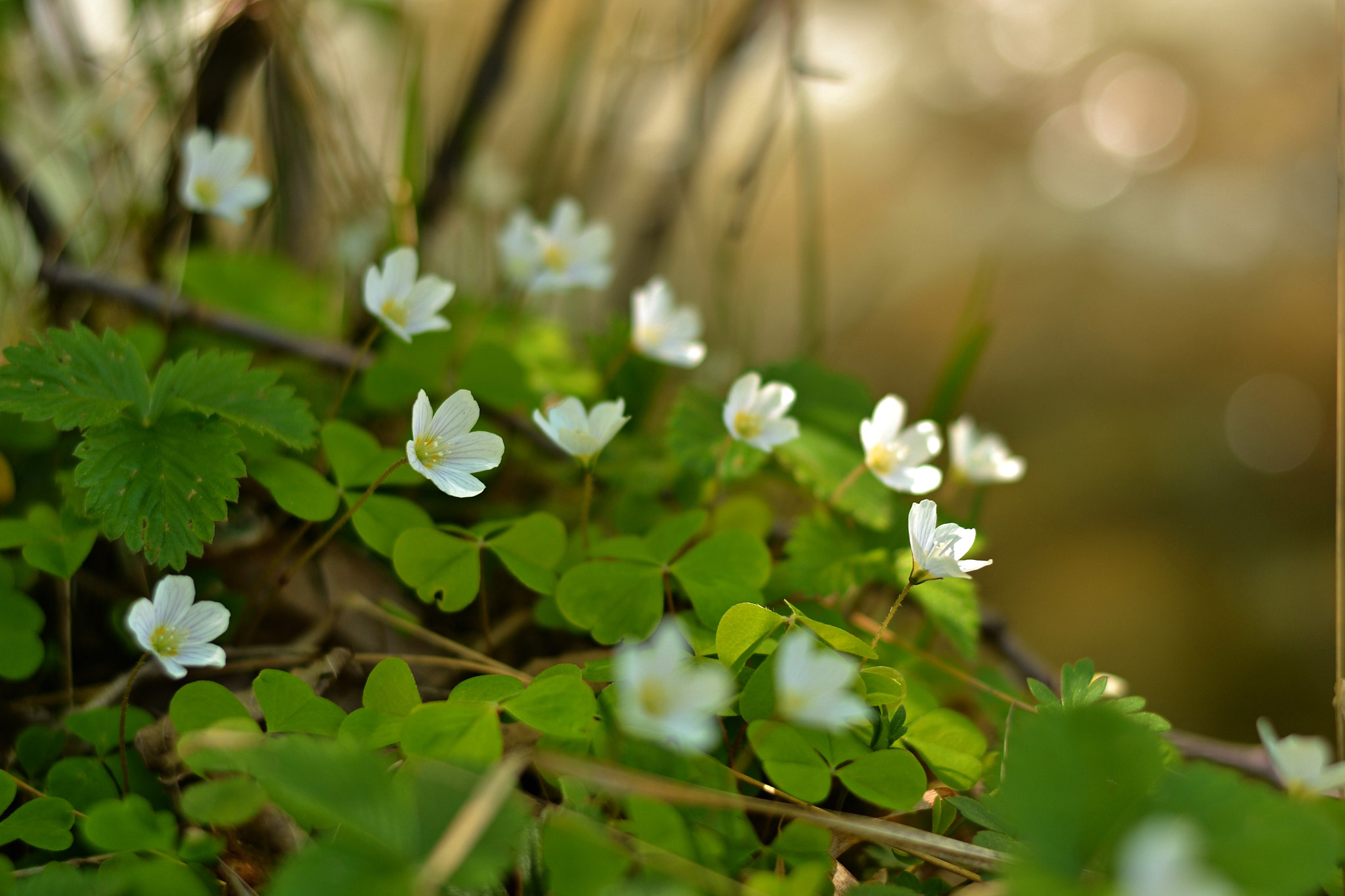 Nikon D3100 + Nikon AF-S Nikkor 50mm F1.8G sample photo. Bloosom photography
